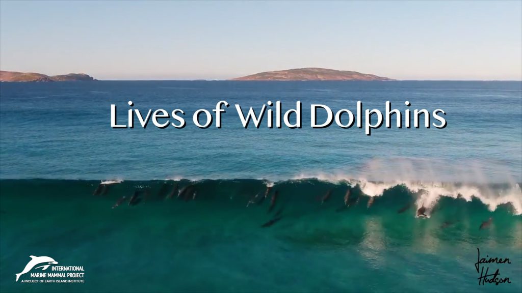 New Video To Promote Dolphin Protection