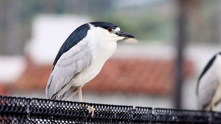 Birds of Los Baños