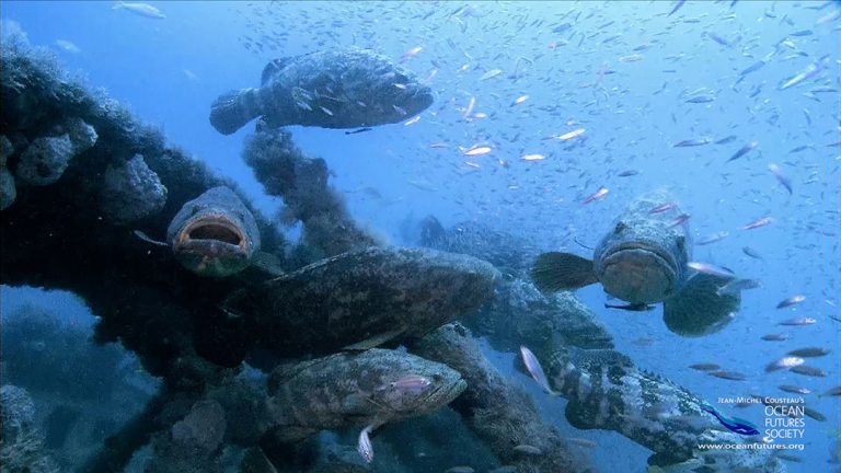 Protect Goliath Groupers in Perpetuity