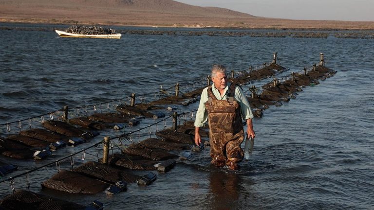 branding video for Umishi Oysters