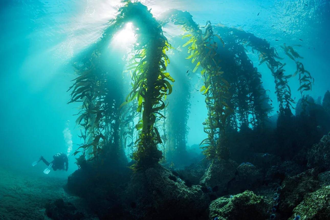 New Project Restoring the Kelp Forests